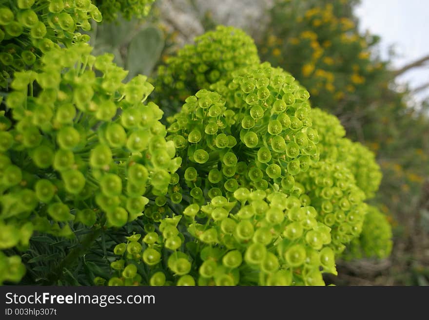 Athen hill with some green flowers. Athen hill with some green flowers