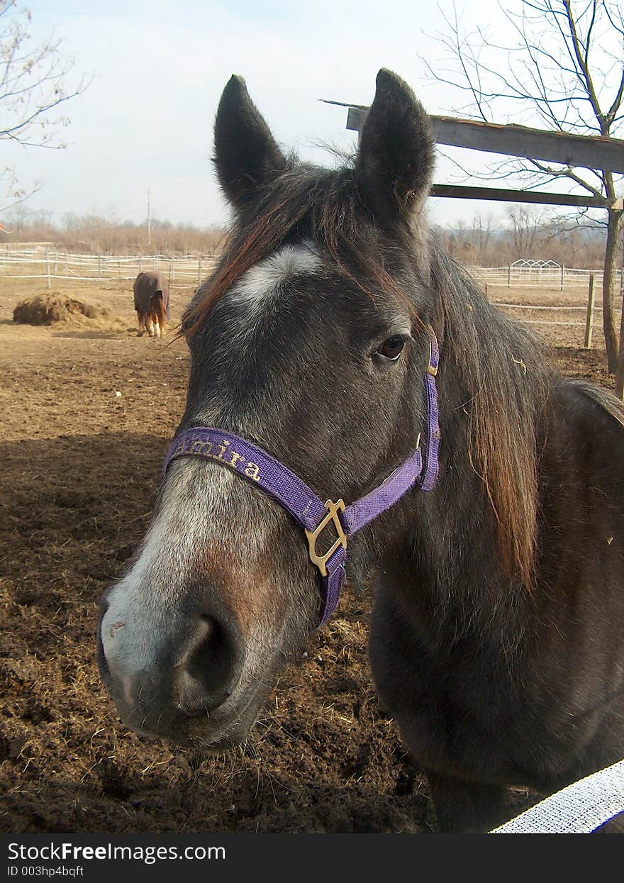 Horse Posing