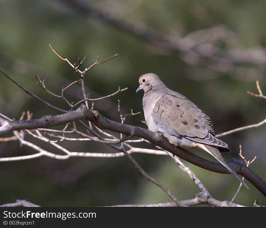 Mourning dove perched on a branch