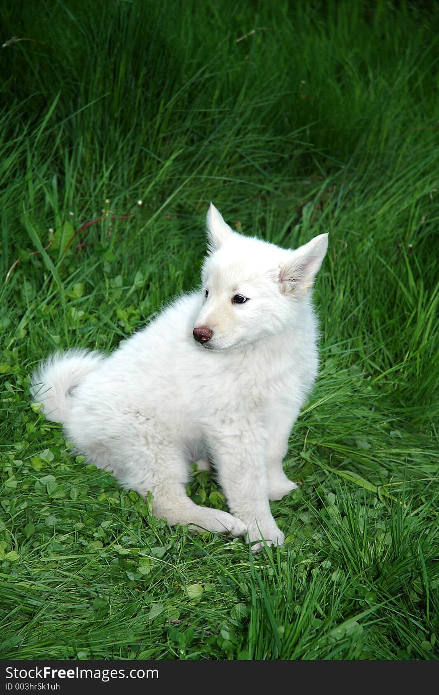 White puppy standing in grass-wolf and malamute cross. White puppy standing in grass-wolf and malamute cross