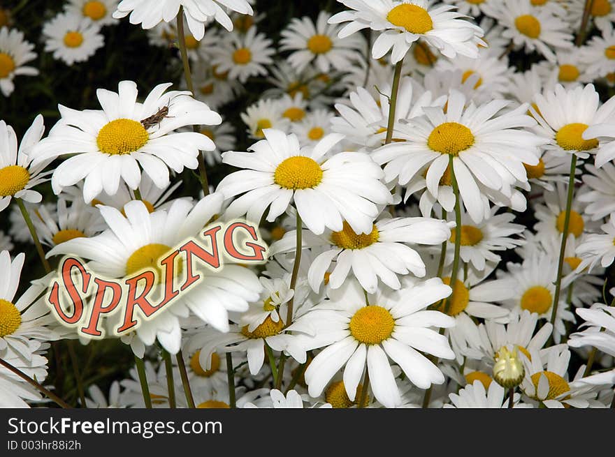 Dandelion flowers and text - spring