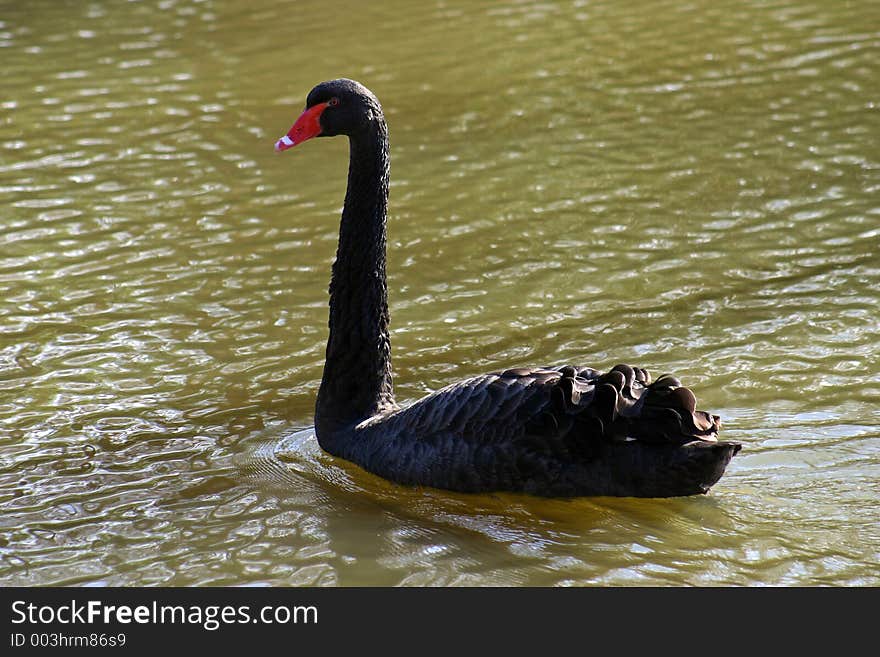 Swimming Swan