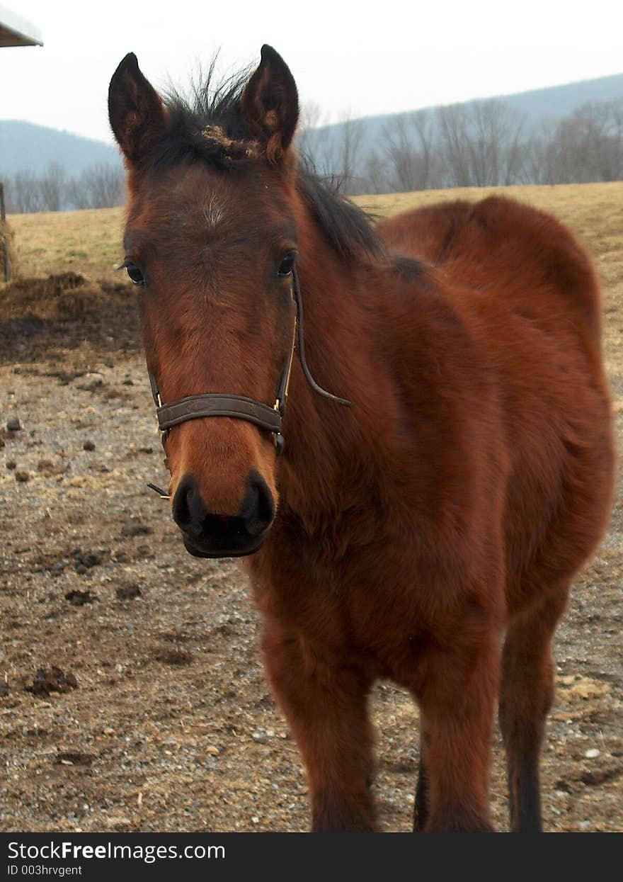 This young Philly is just about old enough to start training fro sullky racing. This young Philly is just about old enough to start training fro sullky racing