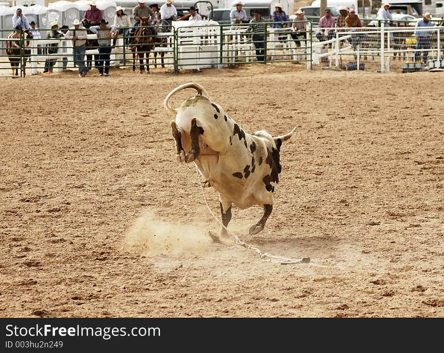 Bucking action after the rider had been thrown during the bull rinding competition at a rodeo. Bucking action after the rider had been thrown during the bull rinding competition at a rodeo.