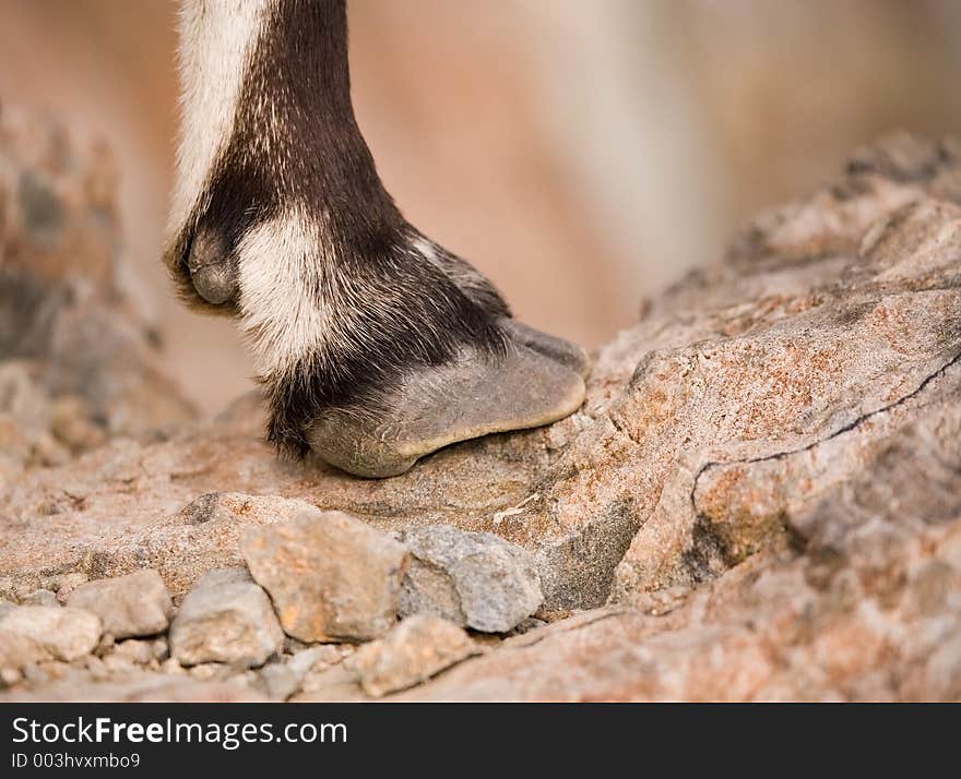 Wild goat hoof