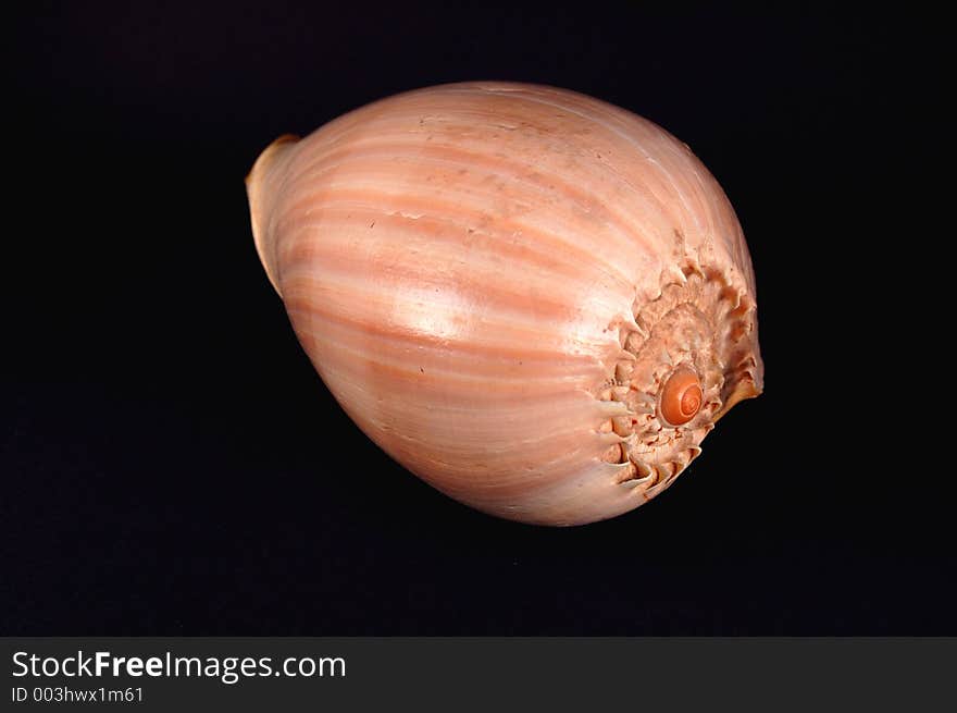 Large tropical seashell. Large tropical seashell