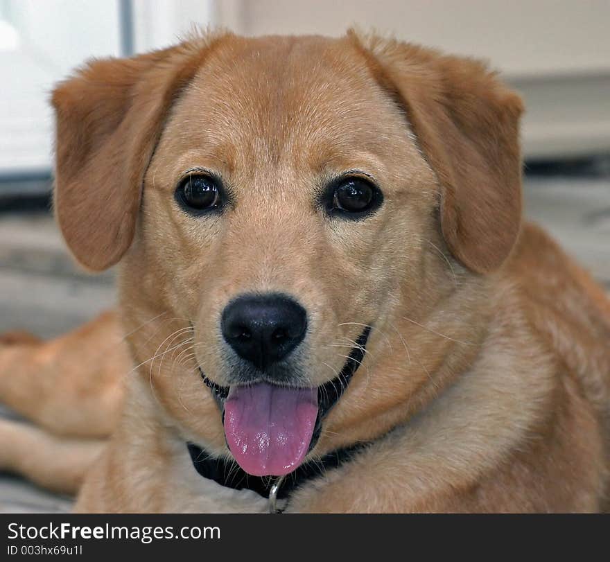 Portrait of a young golden retriever