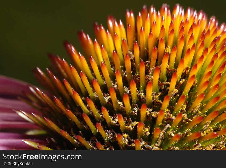 CMacro shot of the center of a pink and yellow flower. CMacro shot of the center of a pink and yellow flower.