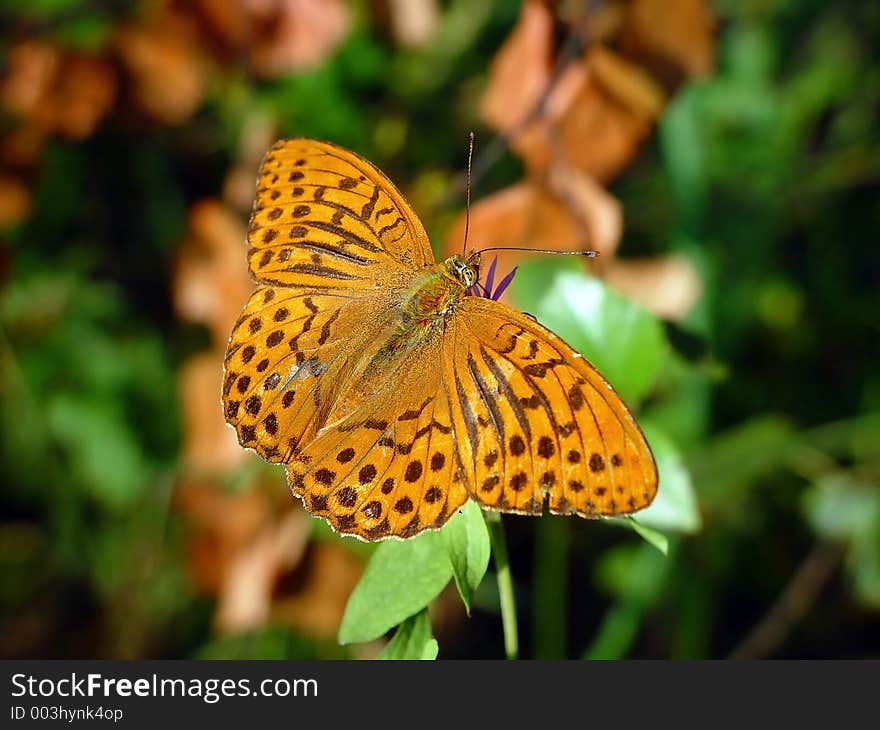 Argynnis paphia.