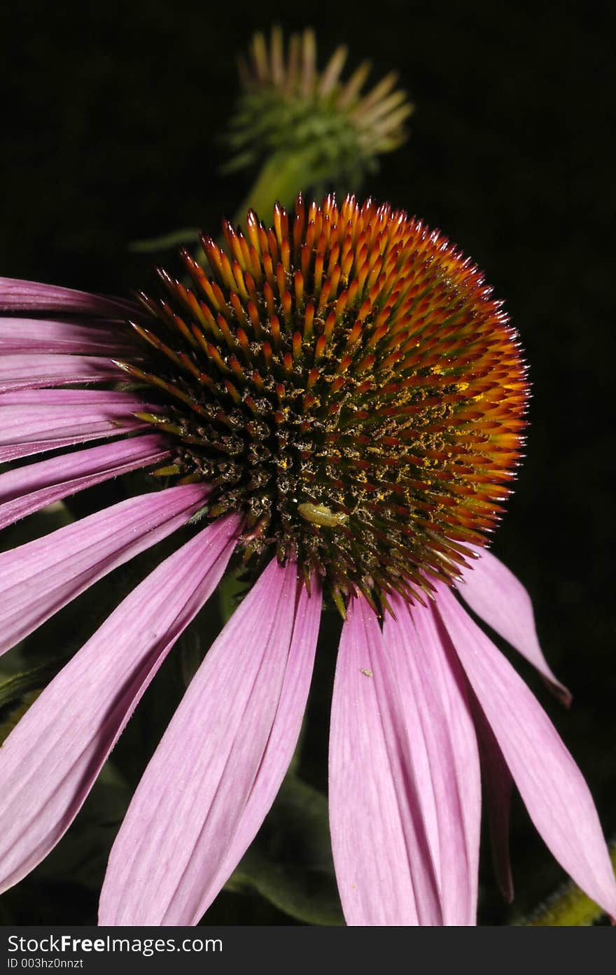 A small insect searches for food on a spiky flower planet.