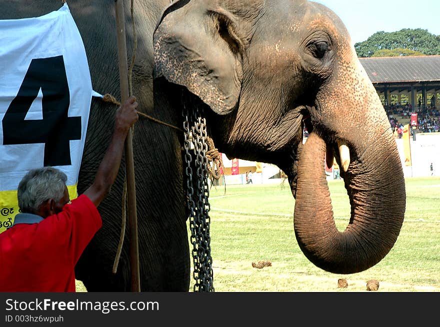 An elephant, having a feed at a show