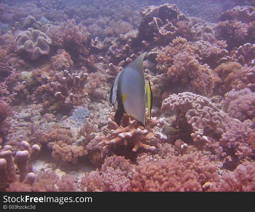 Batfish on a reef. Batfish on a reef