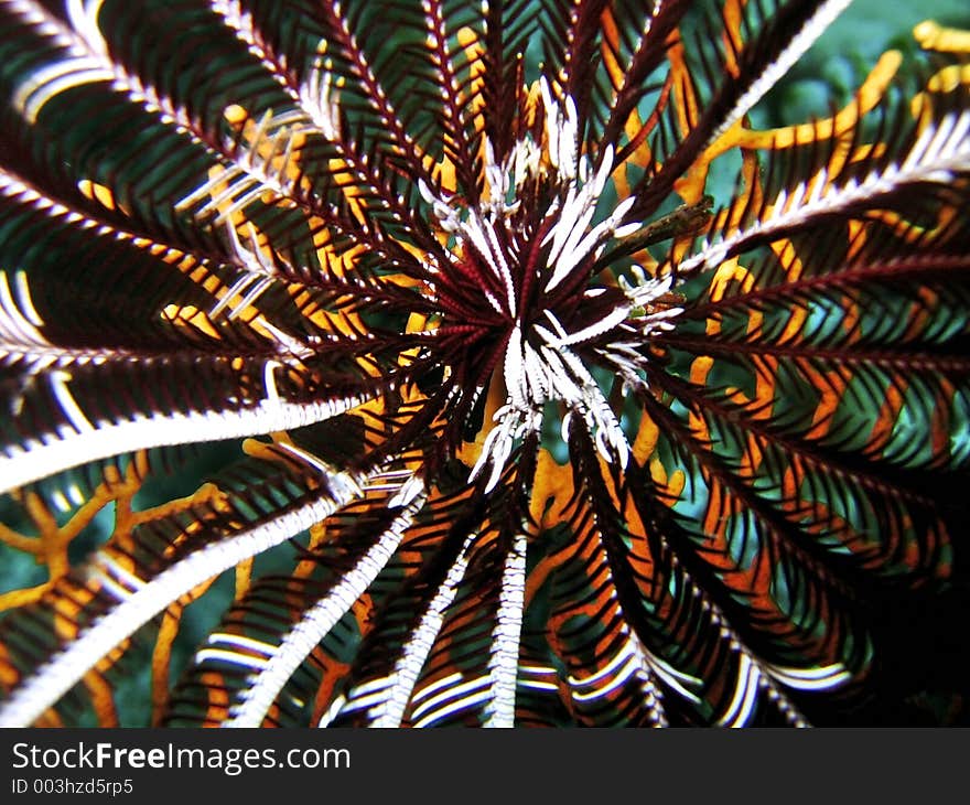 Feather Star - Center Shot