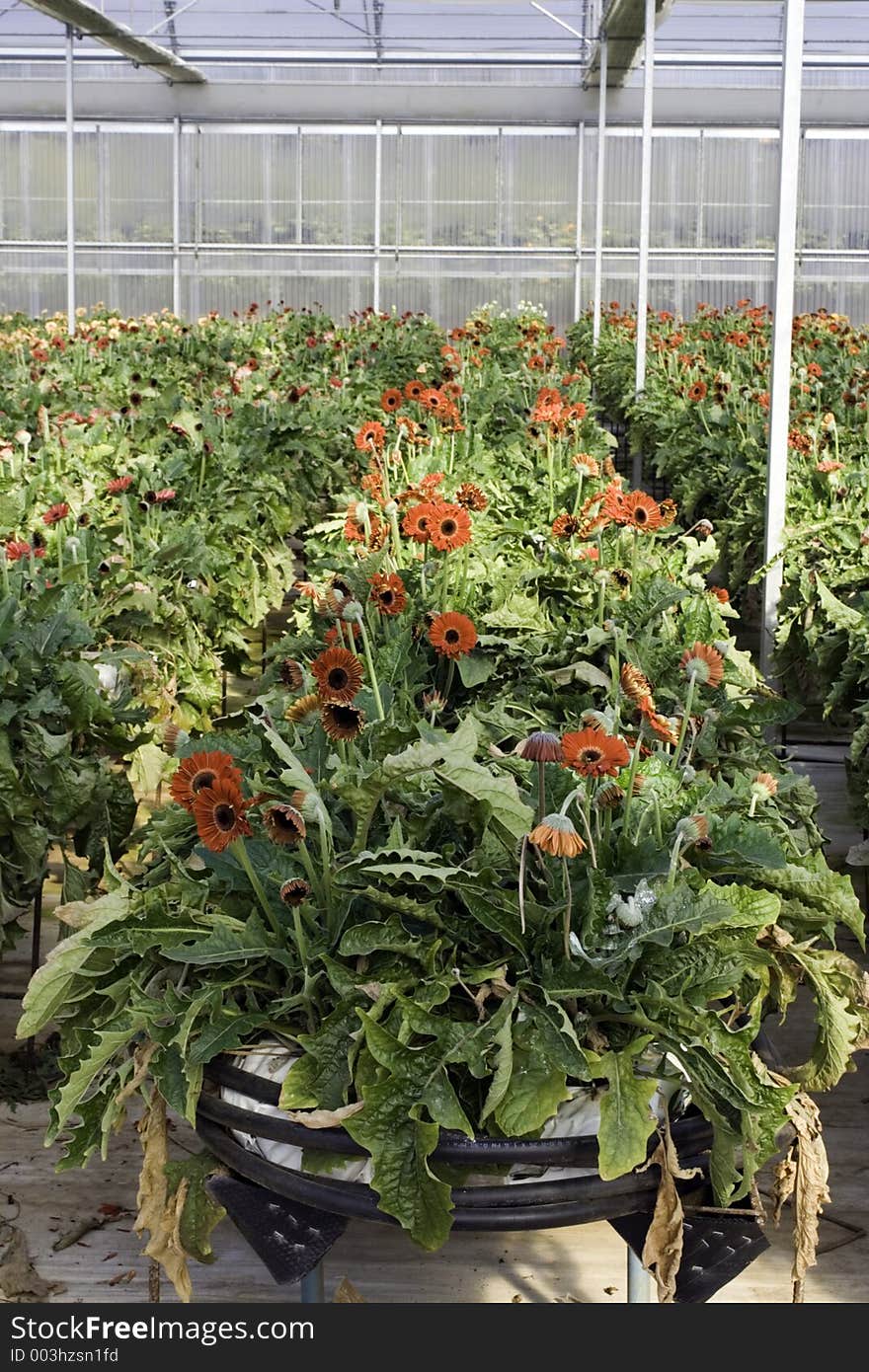 African daisy (gerbera) in the greenhouse. African daisy (gerbera) in the greenhouse