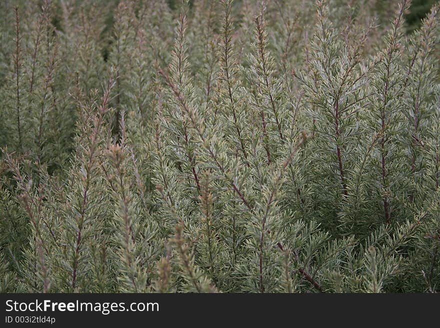 Shrub backdrop