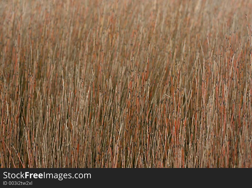 Marshland Grasses