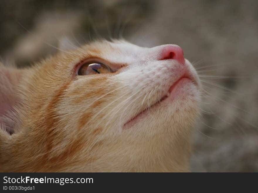 Curious kitten looking up.