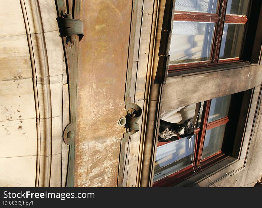 Dog at window