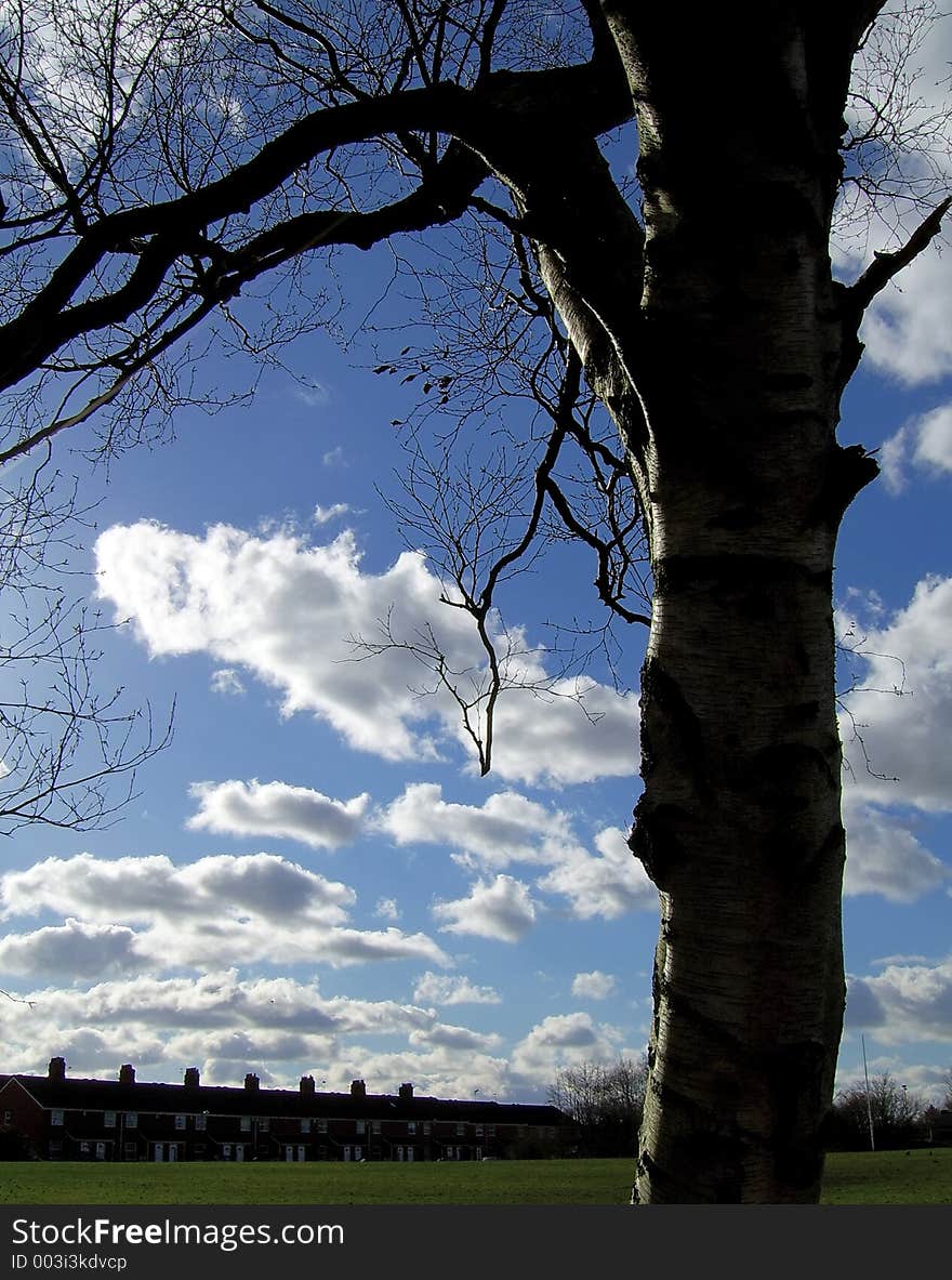 A tree silhouetted in front of a white fluffy cloud background