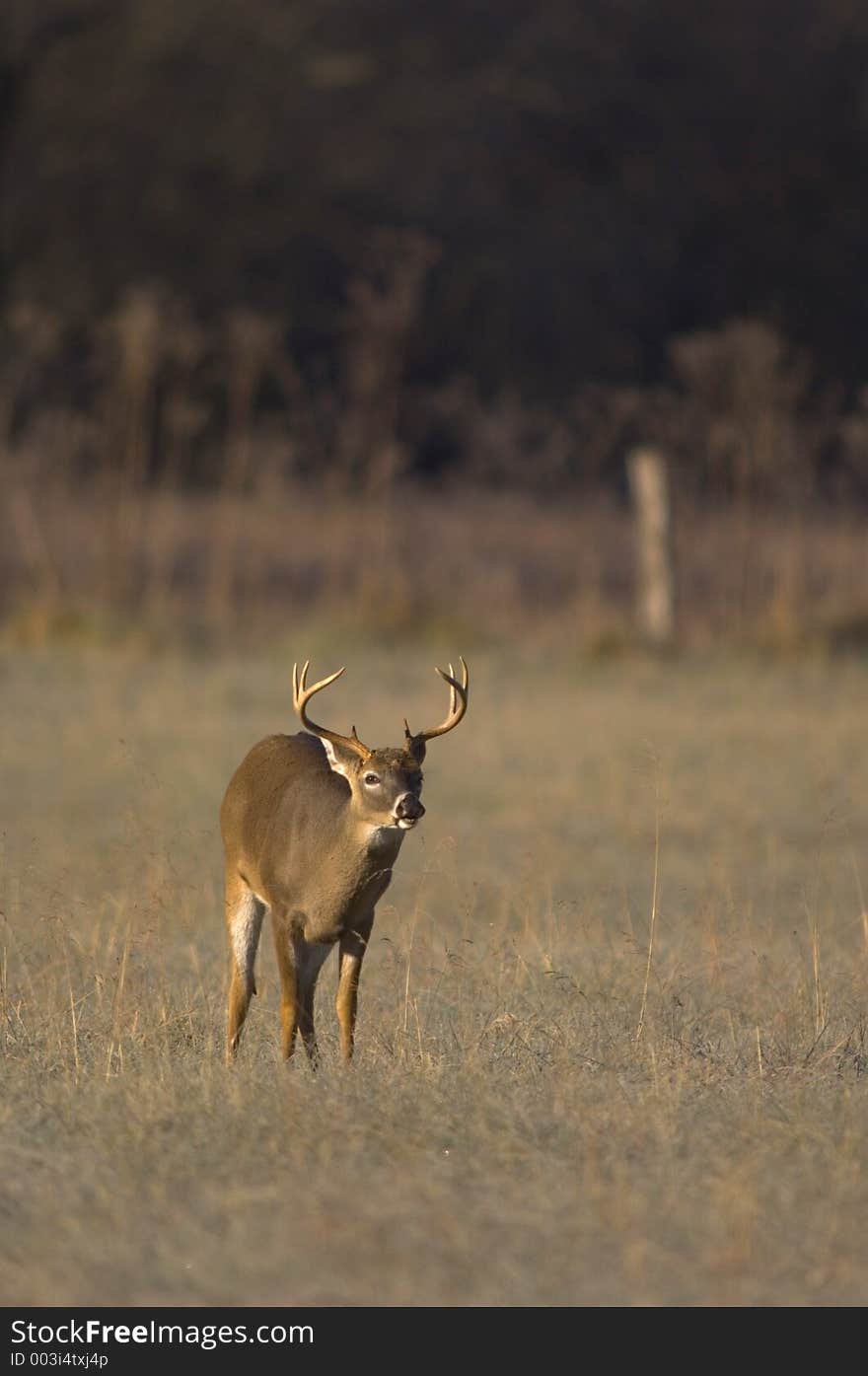 Whitetail buck sniffs the air