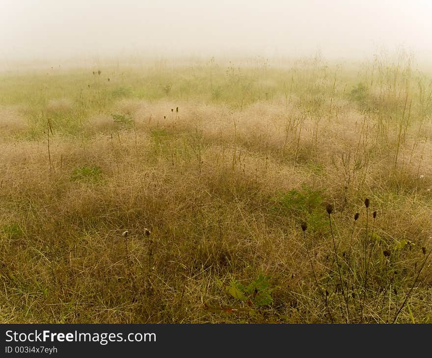 This is a soft background shot of an early morning foggy meadow. This is a soft background shot of an early morning foggy meadow.