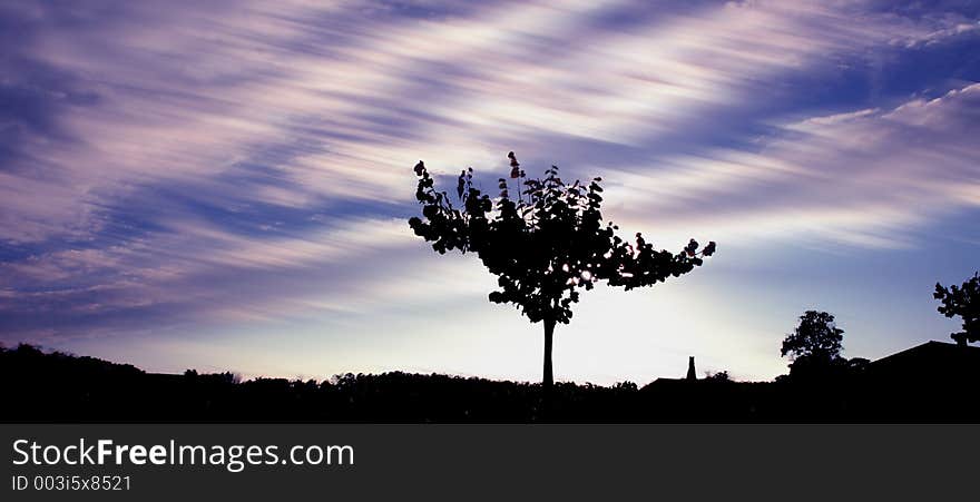 Frozen tree in front of moving sky