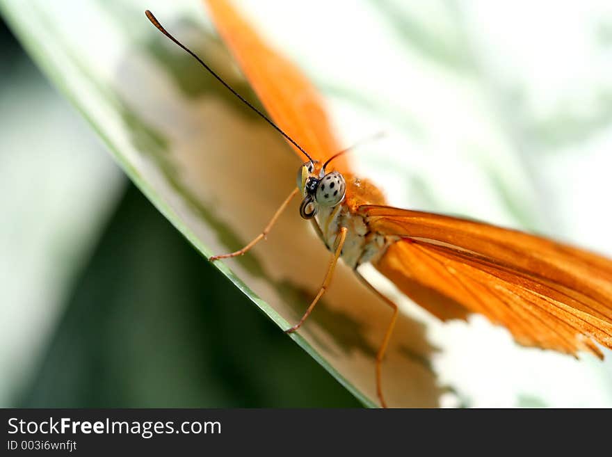 Detail of the butterfly eyes