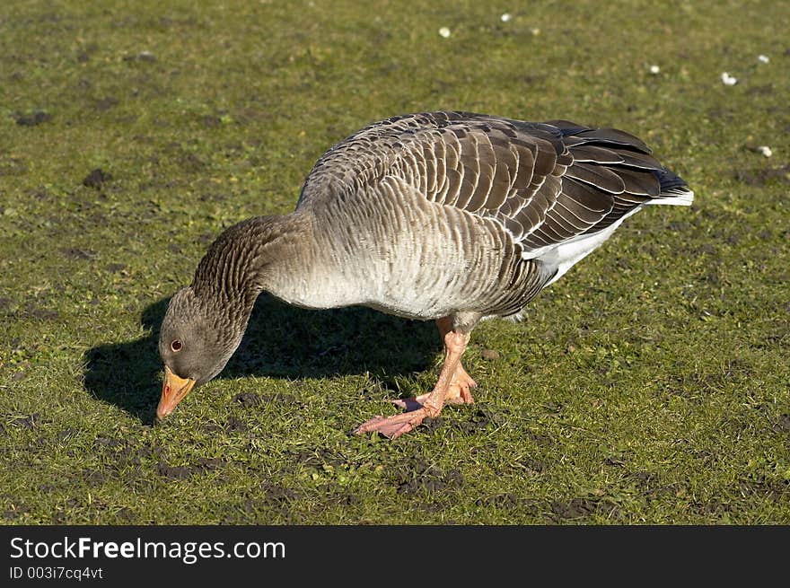 Greylag26