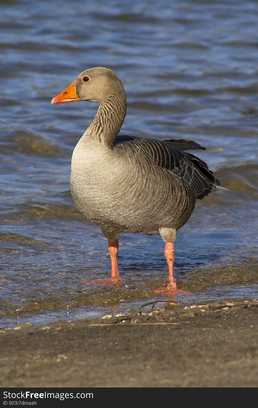 Greylag70