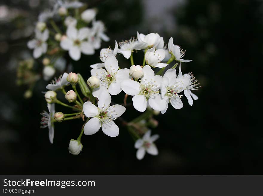 Tree Flowers