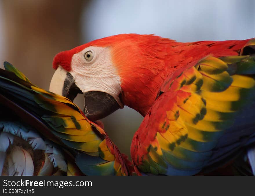 Macaw, Florida