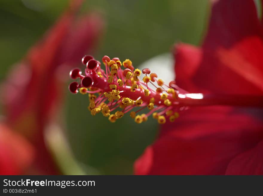 Pistils of a flower