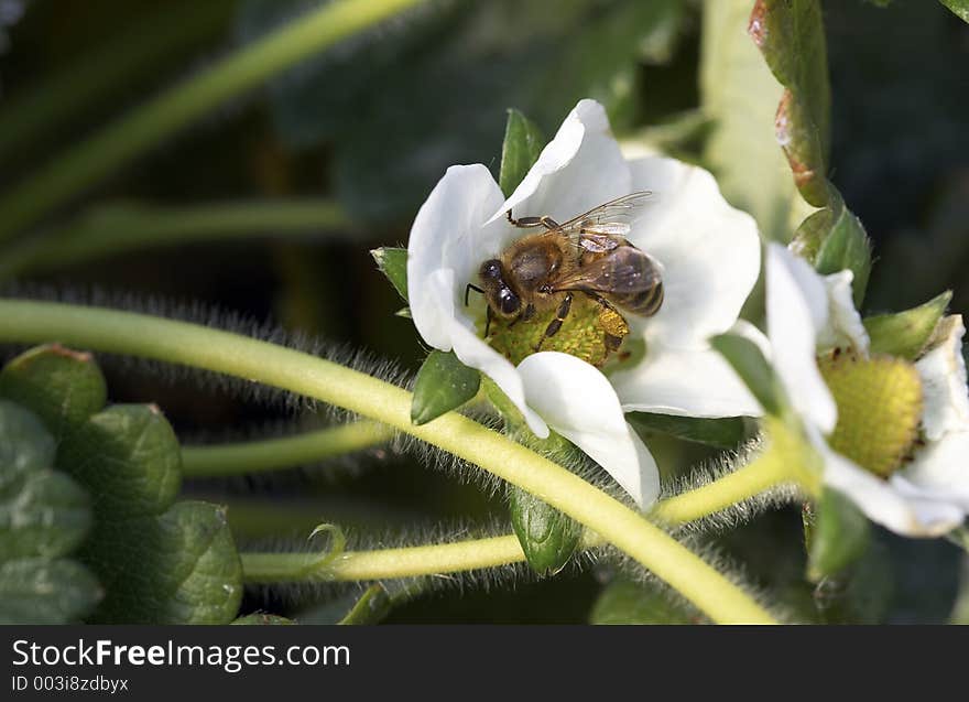 On bee in the strawberry flower. On bee in the strawberry flower