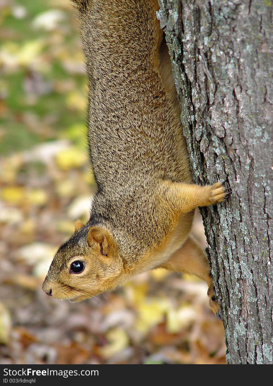 Squirrel hanging in tree