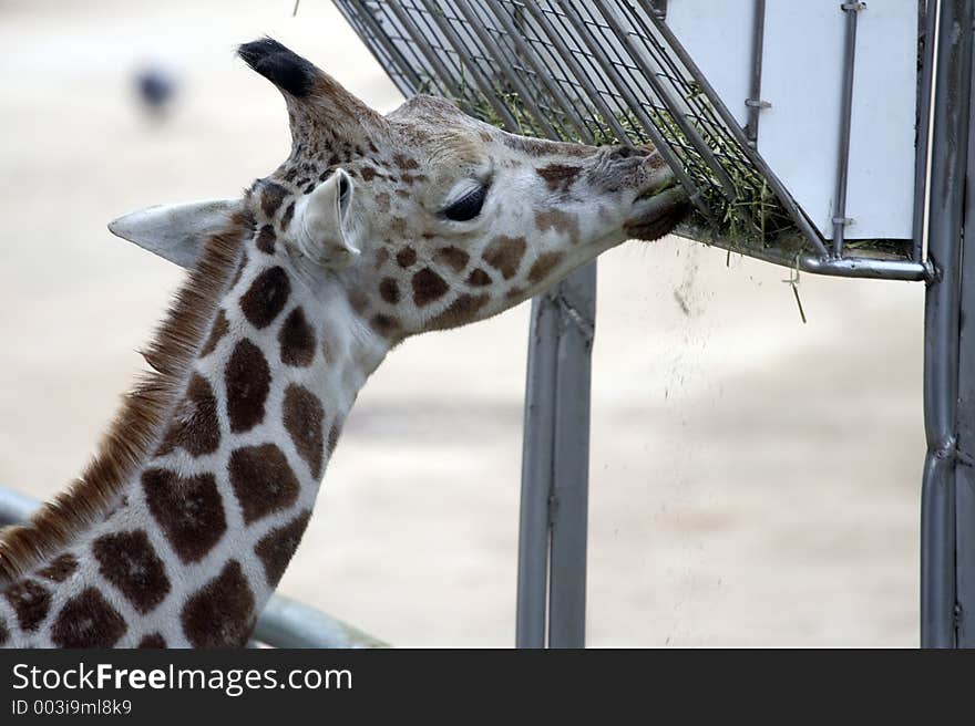 Giraffe eating. Giraffe eating