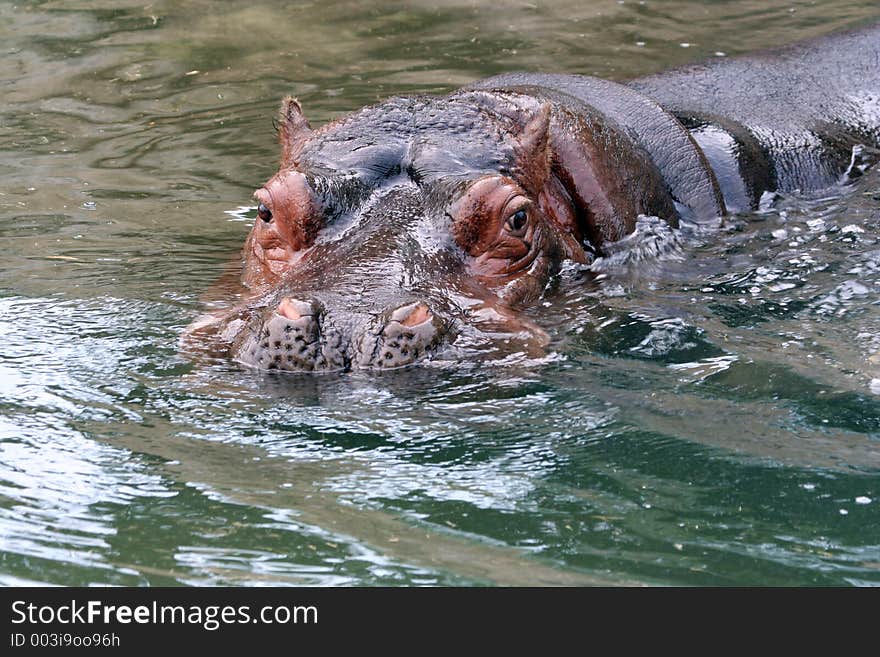 Hipopotamo En El Agua