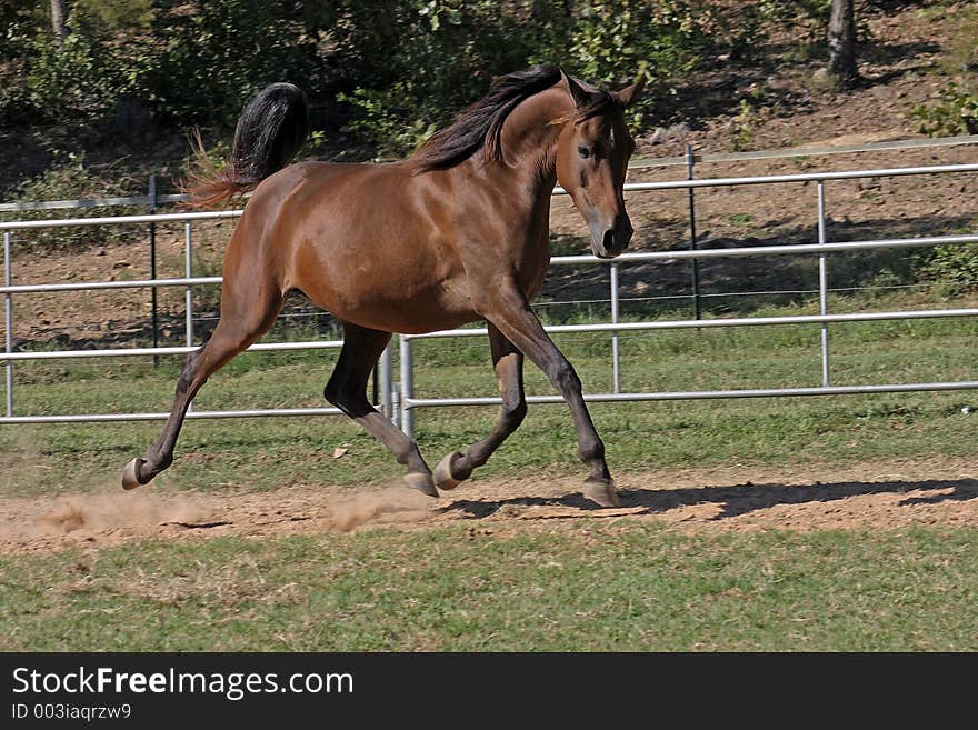 Arabian mare trotting. Arabian mare trotting