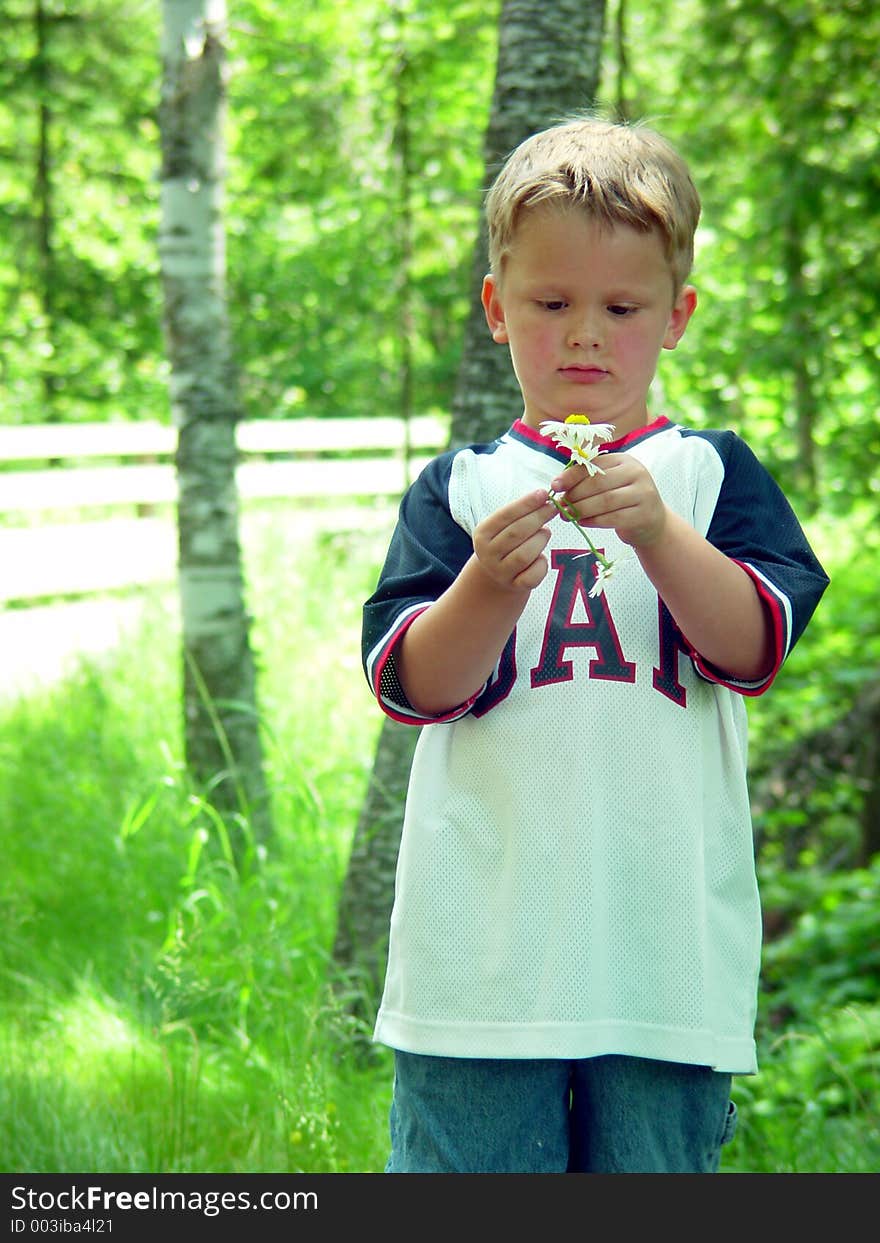 A young boy has picked a daisy during his walk and is studying it. A young boy has picked a daisy during his walk and is studying it