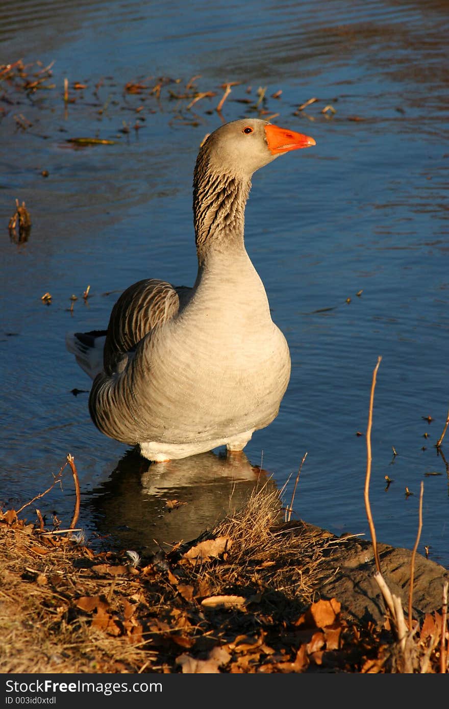 Goose