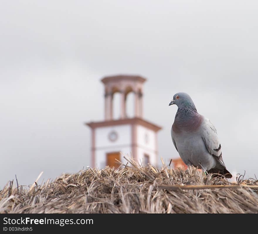 Pigeon looking at the clock on the building