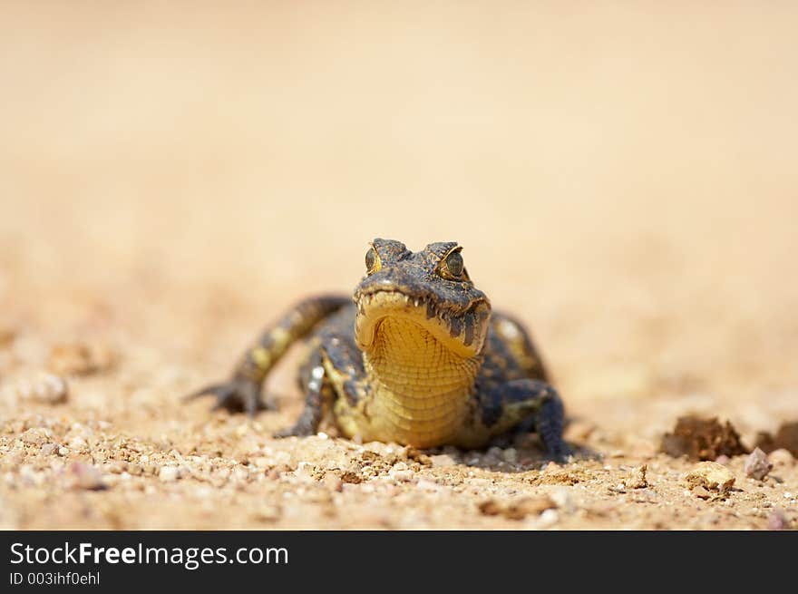 Baby Caiman