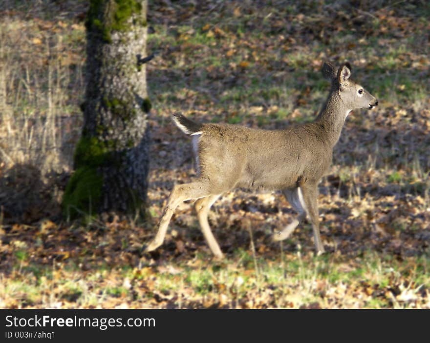 Young Deer Running