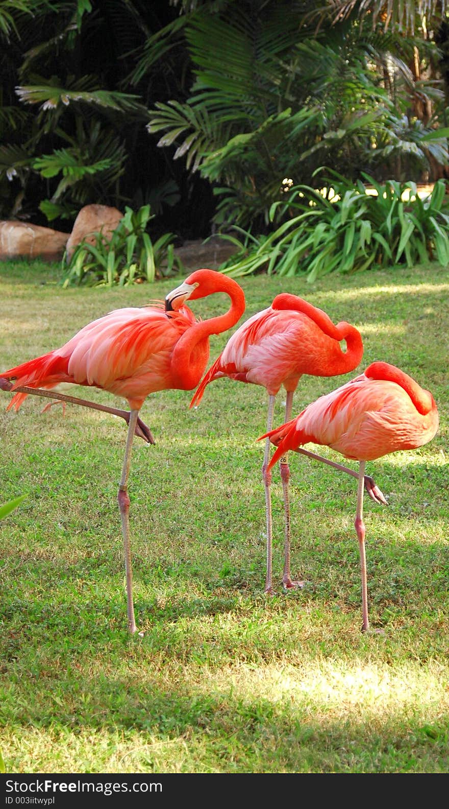 Three pink flamingoes in a tropical setting. Three pink flamingoes in a tropical setting