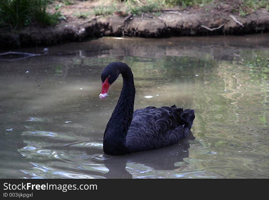 Black Swan at Healesville Sanctuary