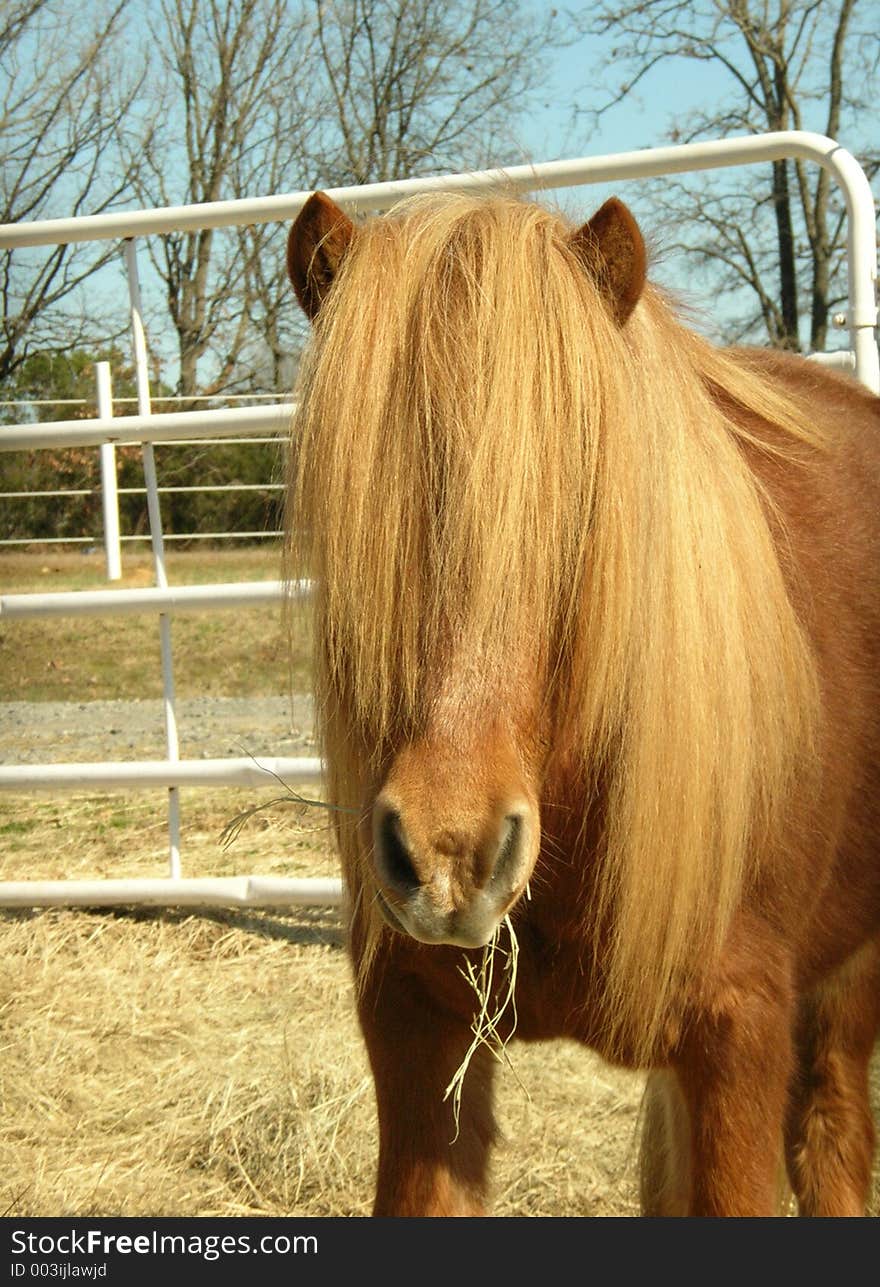 Pony with eyes covered up. Pony with eyes covered up