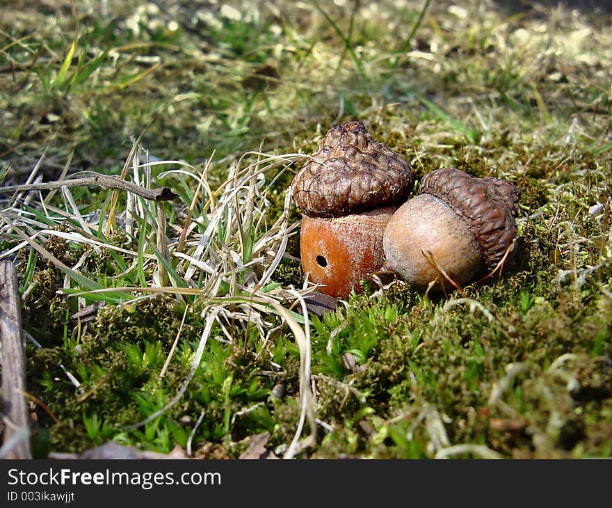 Upclose picture of acorns