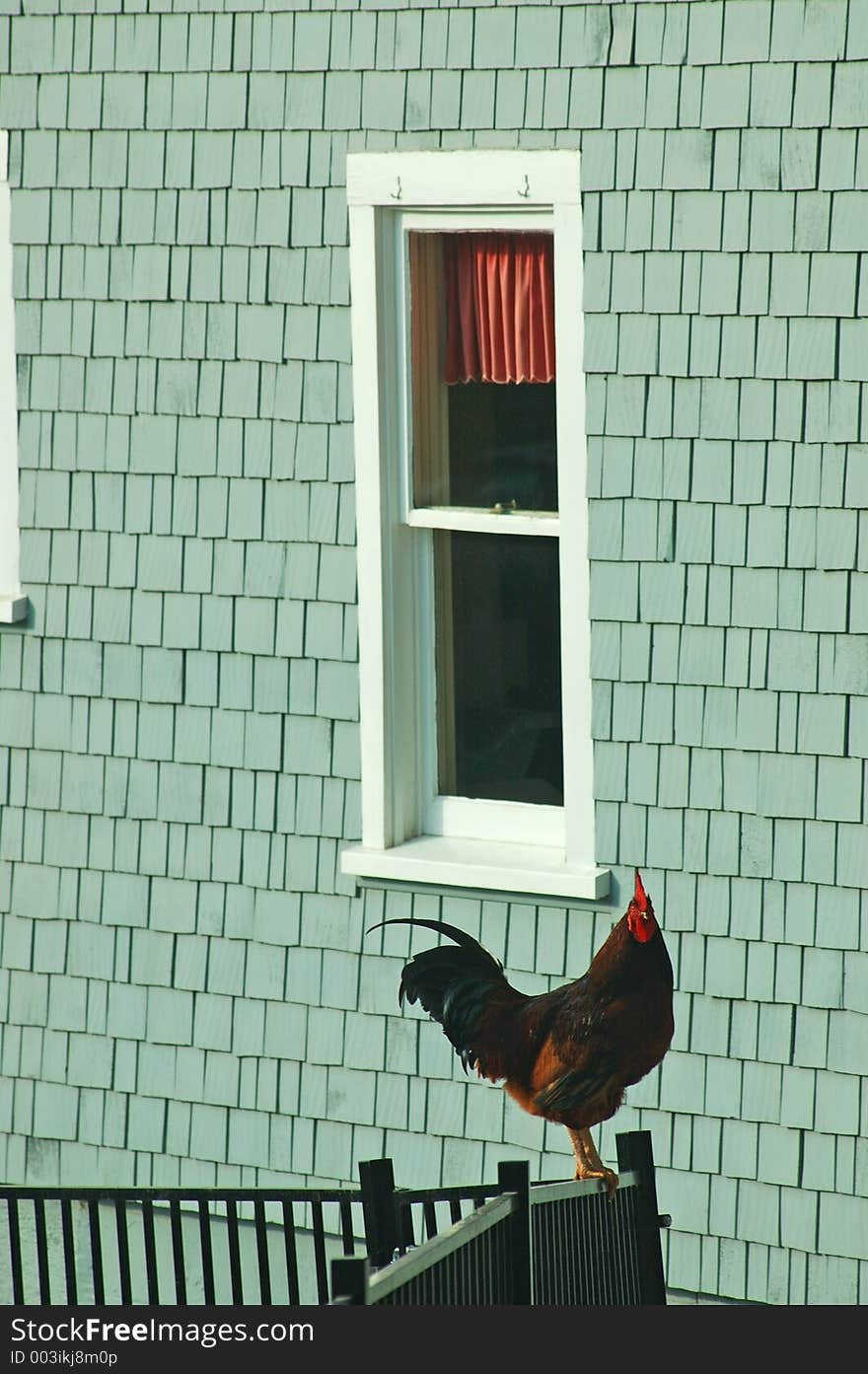 A rooster standing on a fence by the window. A rooster standing on a fence by the window