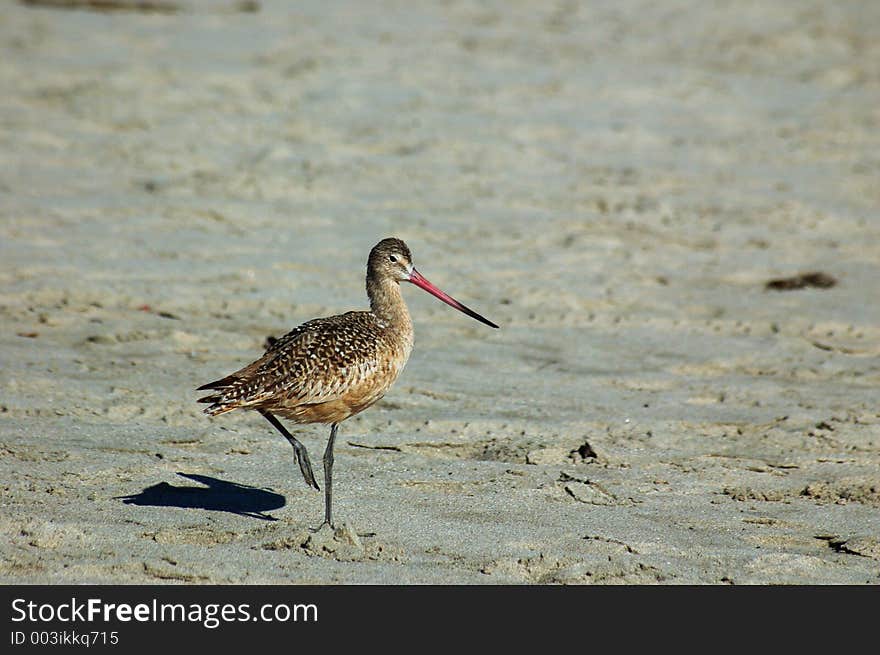 Some seabirds on the beach