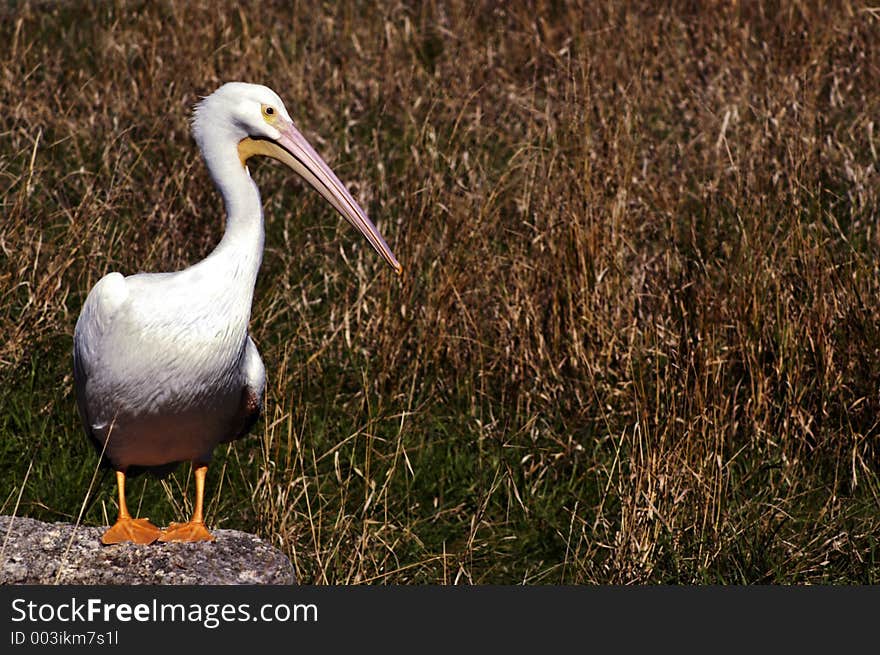 Pelican Watch