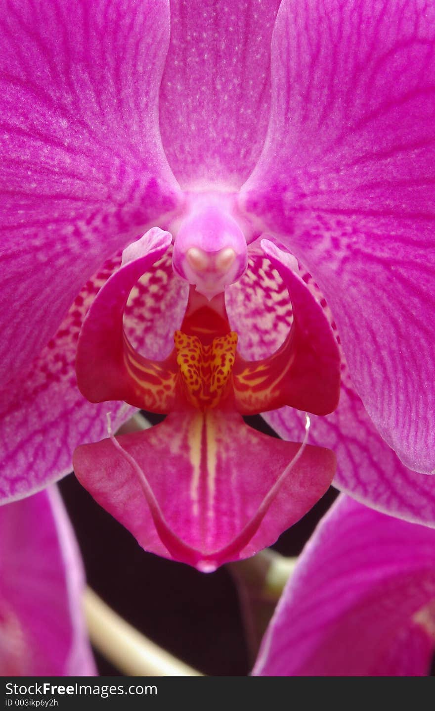 Orchid Phalenopsis